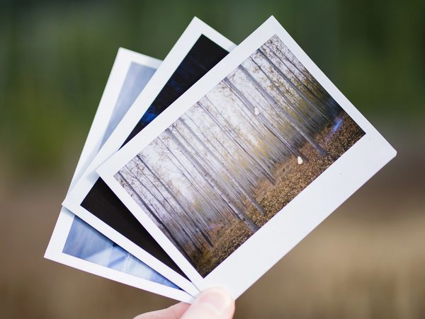 Several photos of nature being held in front of a blurred nature background