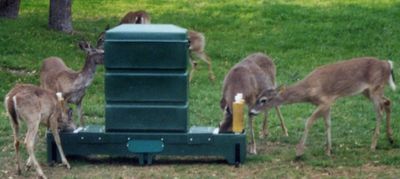 Dandux Four Poster Tick Control Deer Feeder with deer around and eating from feeder