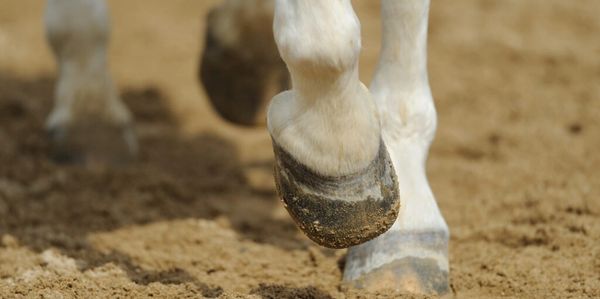 Close-up of a horse's hooves walking on sandy ground.