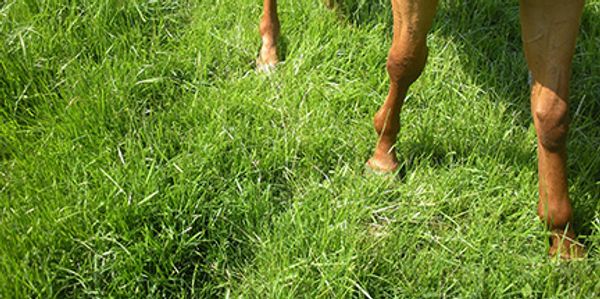 Horse legs standing on lush green grass.