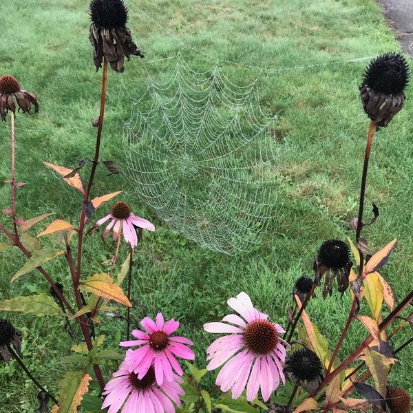 Fall Pink Echinachea Flowers Supporting a Spider Web