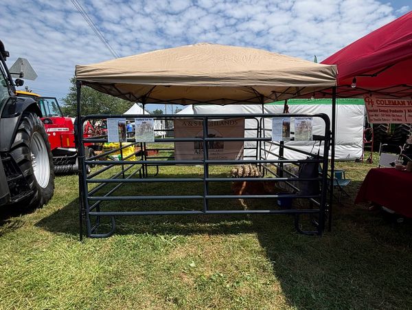 A small pen with a sheep under a tent at an outdoor event.
