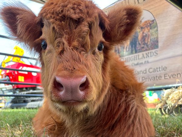 Close-up of a fluffy Highland calf lying on grass.