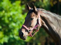 Horse Owners Liability, Mortality, Medical and Theft