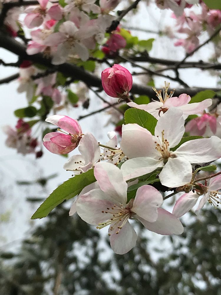Blossoms