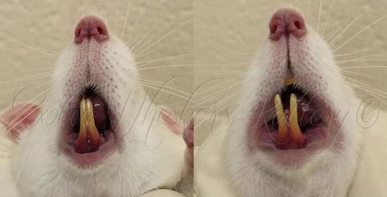 Voici des photos de dents normales prises sur le même rat à un intervalle de quelques secondes.