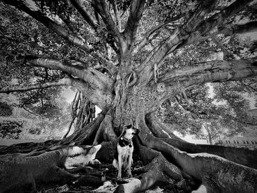 Beautiful black and brown dog sitting beneath a huge tree in Beverly Hills, CA.