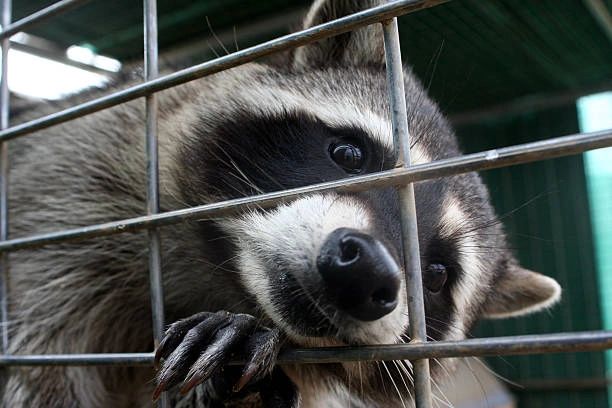 A raccoon peers through metal cage bars with curious eyes and sharp claws.