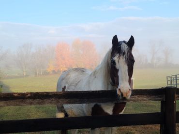 Pinto horse in early morning fall fog.
