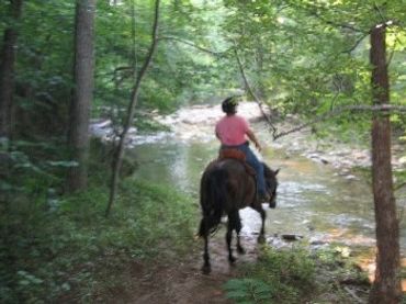 Horse and rider getting ready to cross a creek.