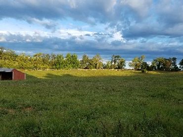 Pasture with run-in shed.