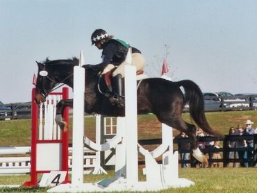 Bay pony jumping a stadium fence.