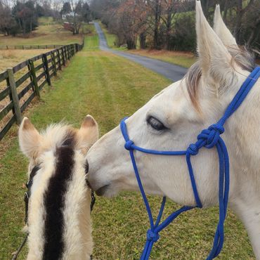 Fjord horse ponying a grey horse.