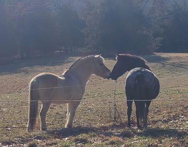 Fjord greeting an Appaloosa.
