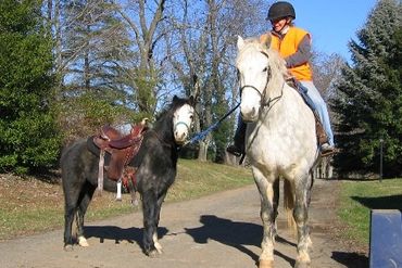 Rider on a dapple grey horse, ponying a dapple grey pony.