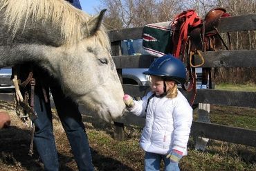 Little girl petting the nose of a dapple grey horse after the ride.