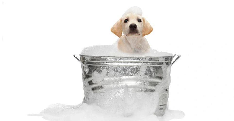a small dog taking a bath.