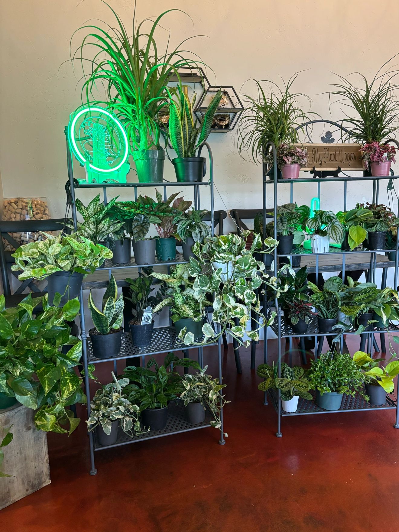 Tropical houseplants displayed on My Plant Wagon shelves.