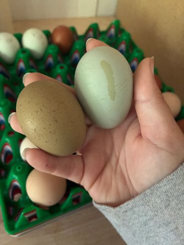 Hand holding two differently colored eggs.