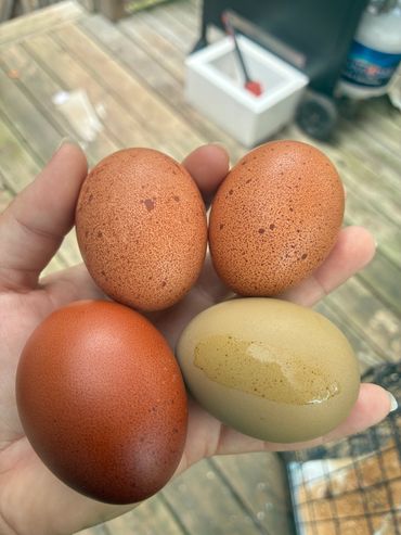 Hand holding four differently colored eggs of varying shades.