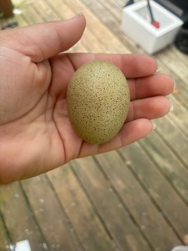 Hand holding a speckled egg on a wooden surface.
