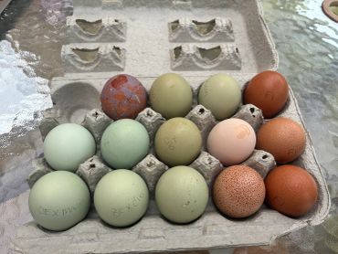 Various colored eggs in a carton on a glass table.
