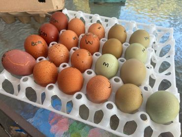 Tray of multi-colored eggs with markings.