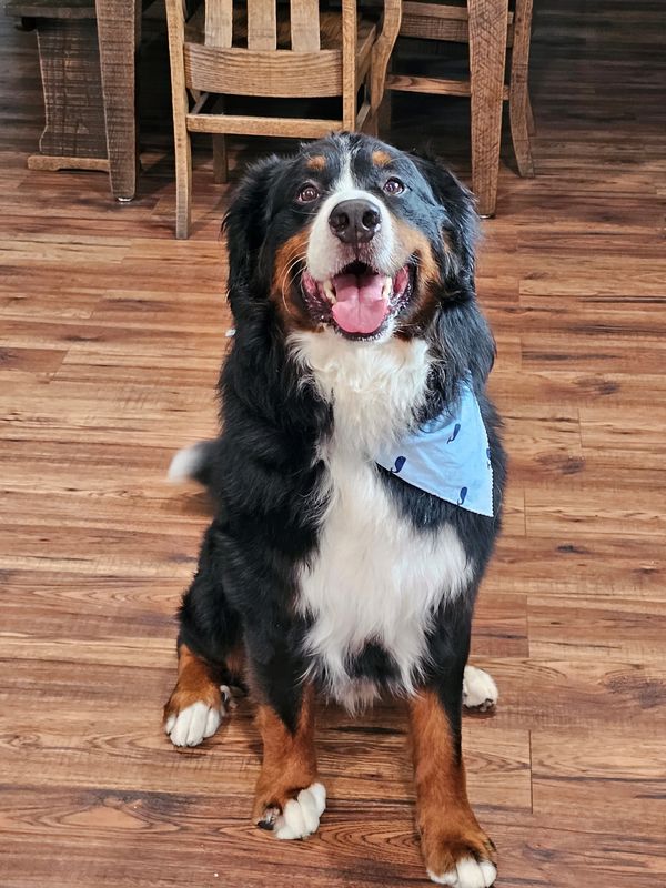 FOREVER MY FIRST BERNER