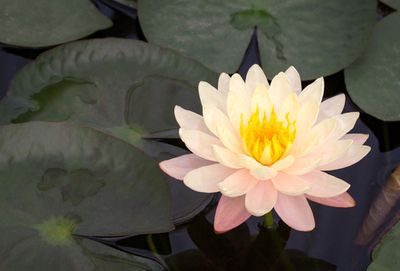 Lotus flower on a pond representing peace through Nonna's Feng Shui consultation.