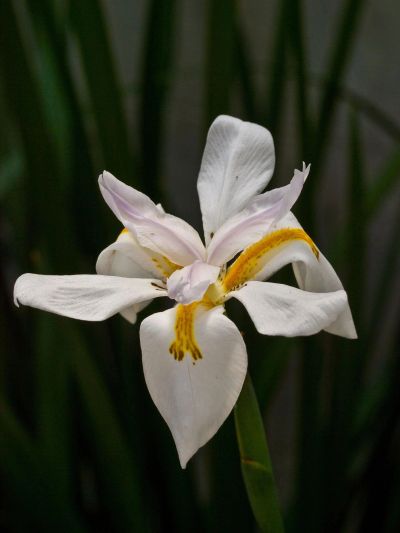 A single open lily, evoking the depth and room of extended trauma therapy in New York.