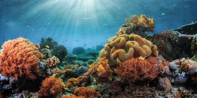Colorful coral reef teeming with marine life under sunlight.