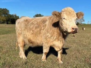 Hereford Highland Cattle Texas