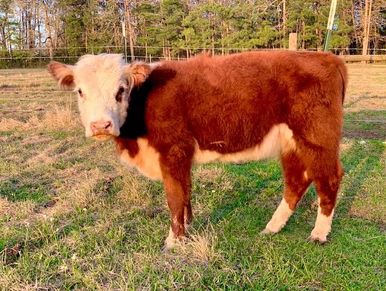 Registered Miniature Hereford Cattle Texas