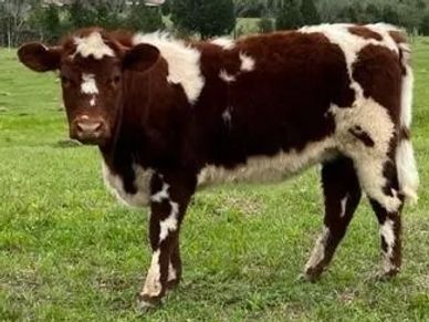 Shorthorn Cattle Texas