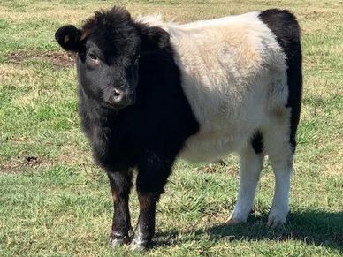 Miniature Hereford Belted Galloway Cross Polled