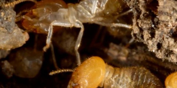 Close-up of termites inside a soil tunnel.