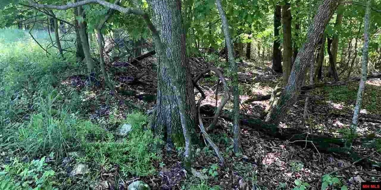 Dense forest area with trees, green foliage, and scattered rocks on the ground.