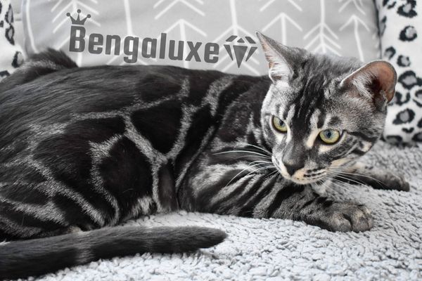 Bengal silver charcoal
silver charcoal
mask bengal
Bengaluxe