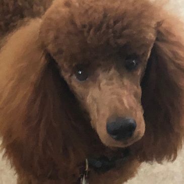 Arry is a beautiful red poodle.