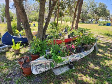 Herbs and vegetables growing in canoes they make very good raise beds