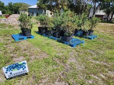 blueberry bushes and other plants for sale or waiting to be planted
