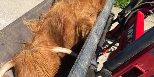 The sad image of Gladis the Highland cow being taken away, after being killed by dogs.