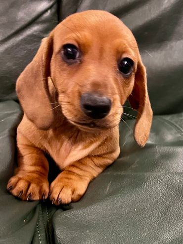 Eliza is an absolute darling AKC miniature dachshund puppy dog!