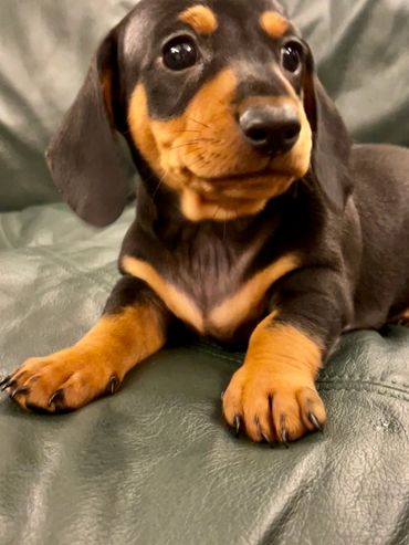 Meet Hamilton! AKC miniature dachshund puppy!