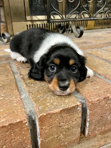 Meet Winnie an adorable longhair AKC miniature Dachshund puppy!