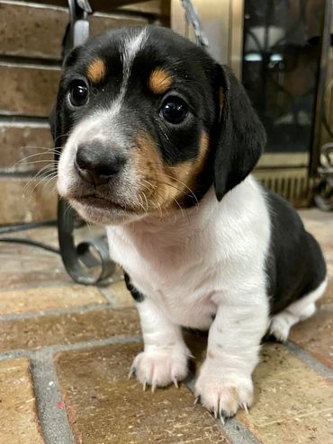 Meet Wilbur, an adorable cuddly AKC miniature dachshund puppy!