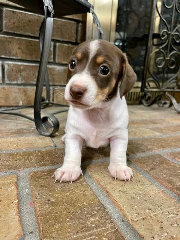 Meet Winston an adorable AKC Miniature Dachshund puppy dog!!
