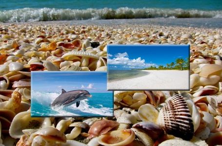 Beach shelling and dolphin tours in Florida near Boca Grande.
