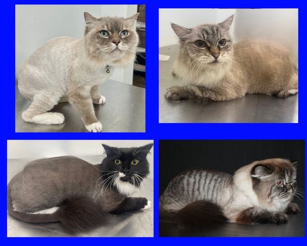 fluffy cat trims
teddy bear cat 
cat haircuts