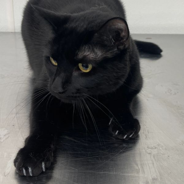 nail caps
soft paws
cat claws